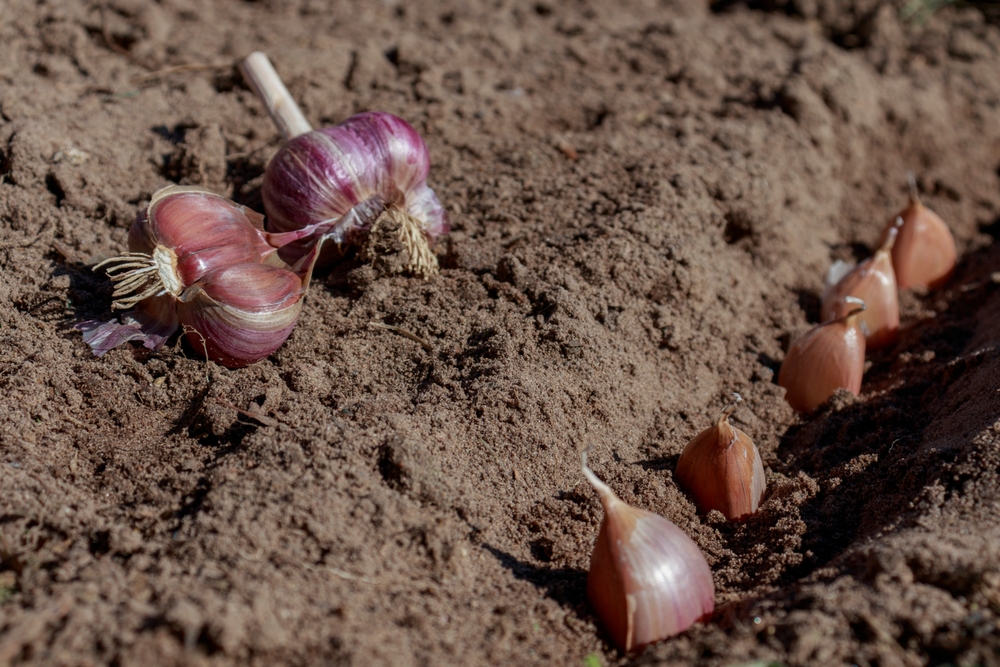 Planting Garlic