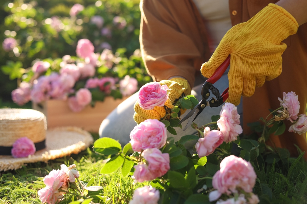 Woman pruning rose bush in garden with pruning shears